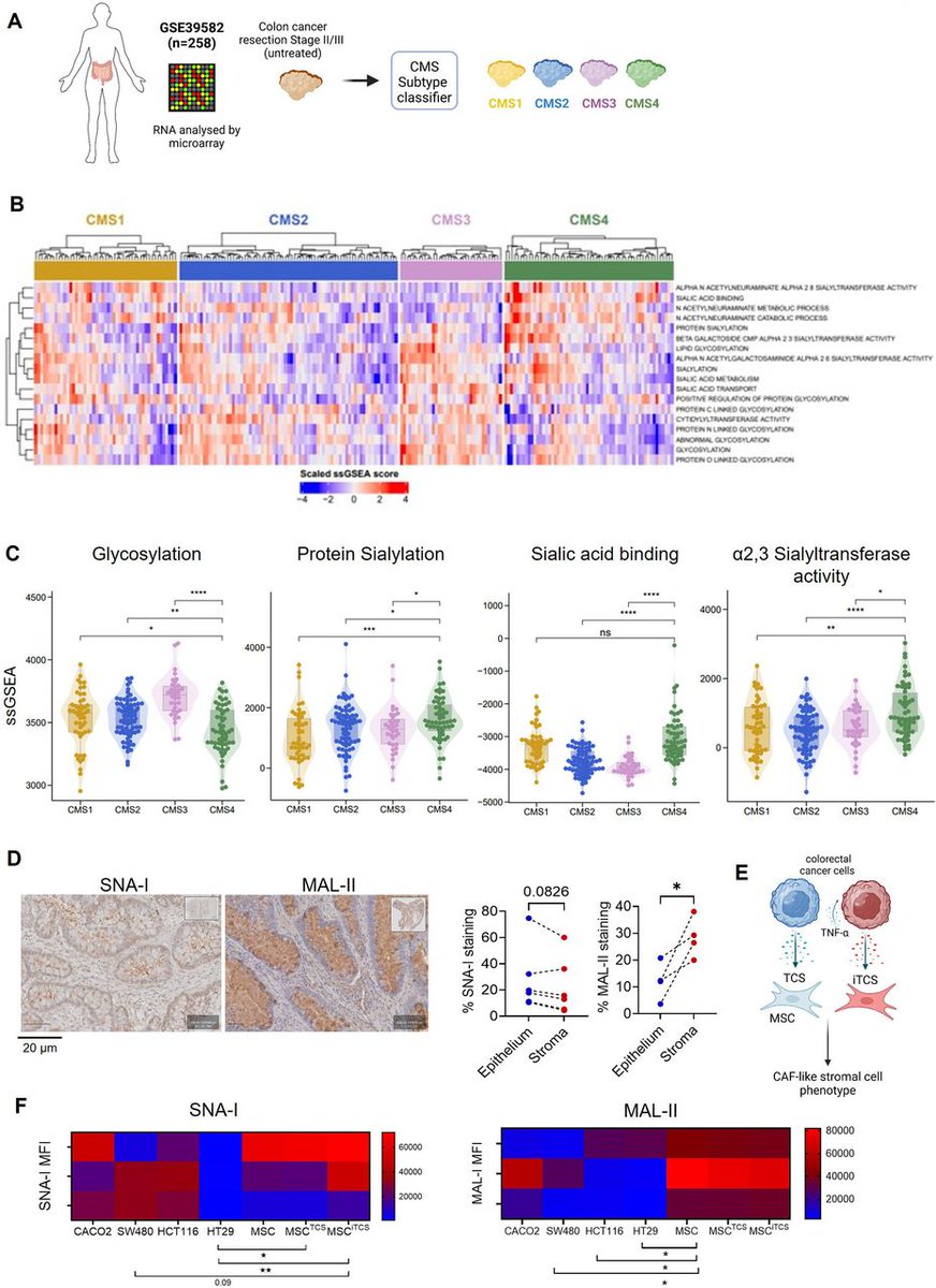 New #JITC article: Stromal cells modulate innate immune cell phenotype and function in colorectal cancer via the Sialic acid/Siglec axis jitc.bmj.com/content/13/10/… 
<a href="/OAoise/">Aoise O'Neill</a> <a href="/olivertreacy1/">Oliver Treacy</a>