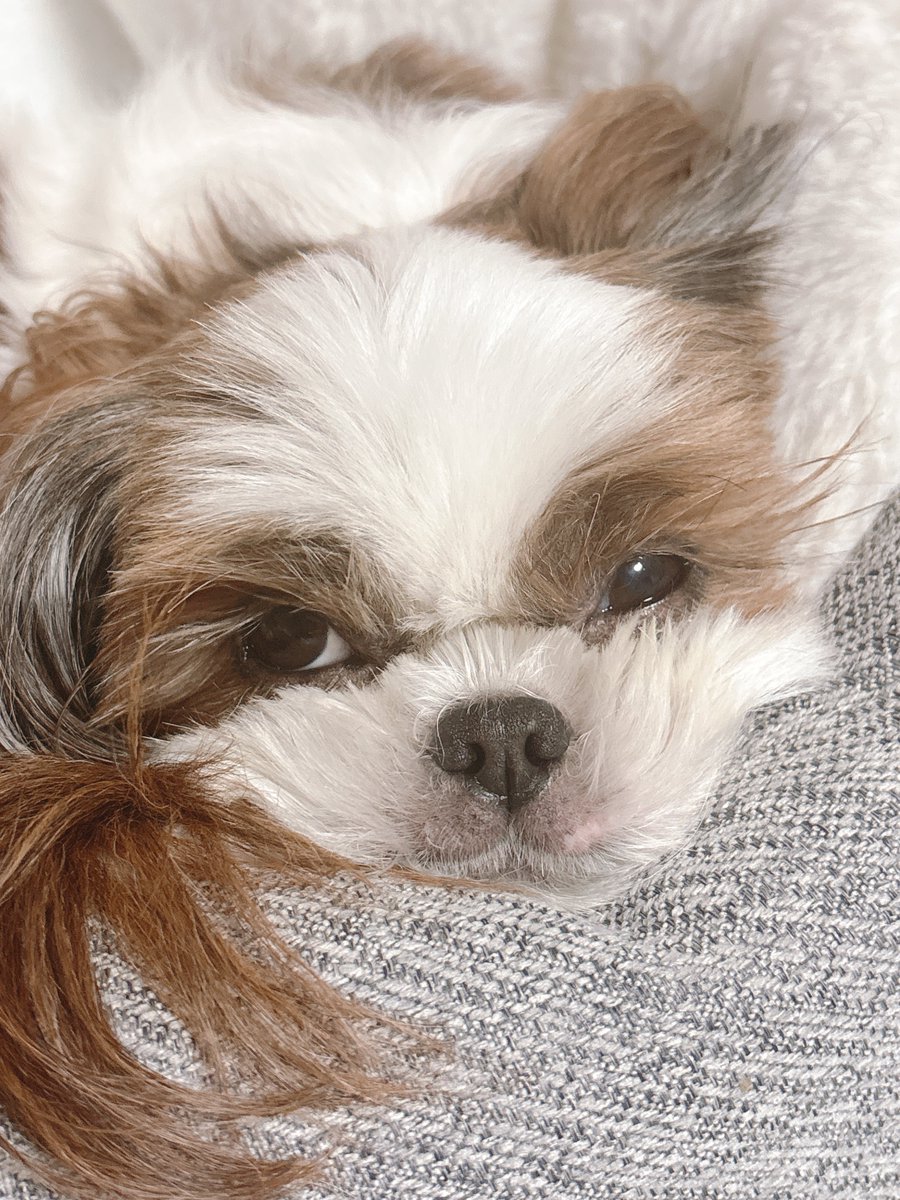 갑자기 꿈이 하나 생김
우리집 강아지 뽕주댕이 달란트로 알티 타고 싶다는 꿈