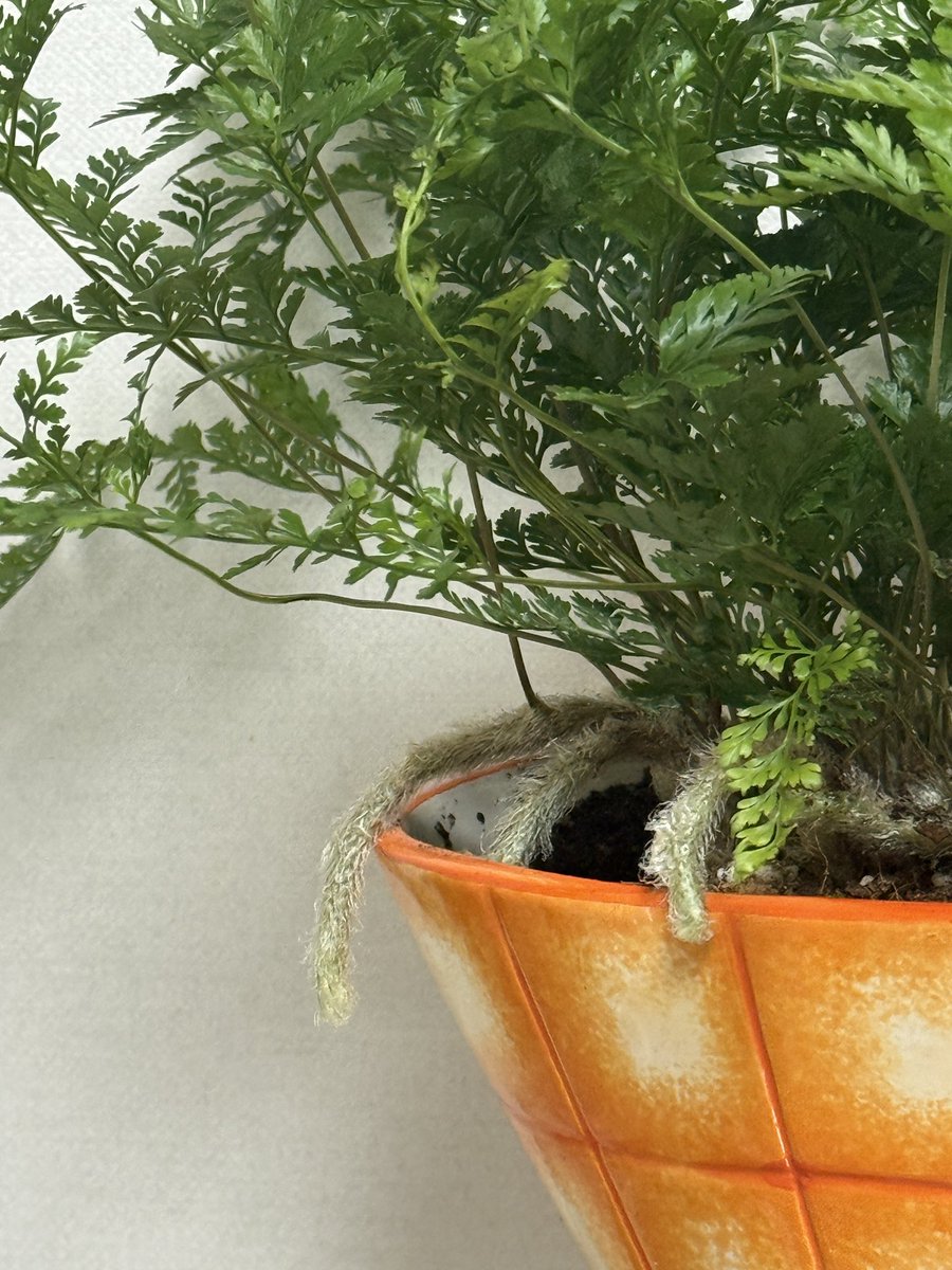 후마타고사리 보송보송한 뿌리가 너무 귀여워..🙊