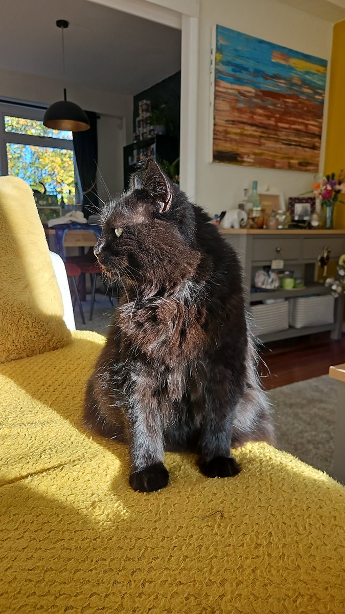 Every day is #NationalBlackCatDay in our house as we're absolutely ruled by this adorable ball of fluff. She has spent the day napping, as is her right as Supreme Overlord and Princess of All She Surveys.