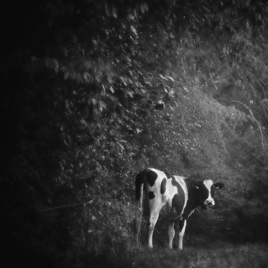 wongsusie (@withnomoney) on Twitter photo 