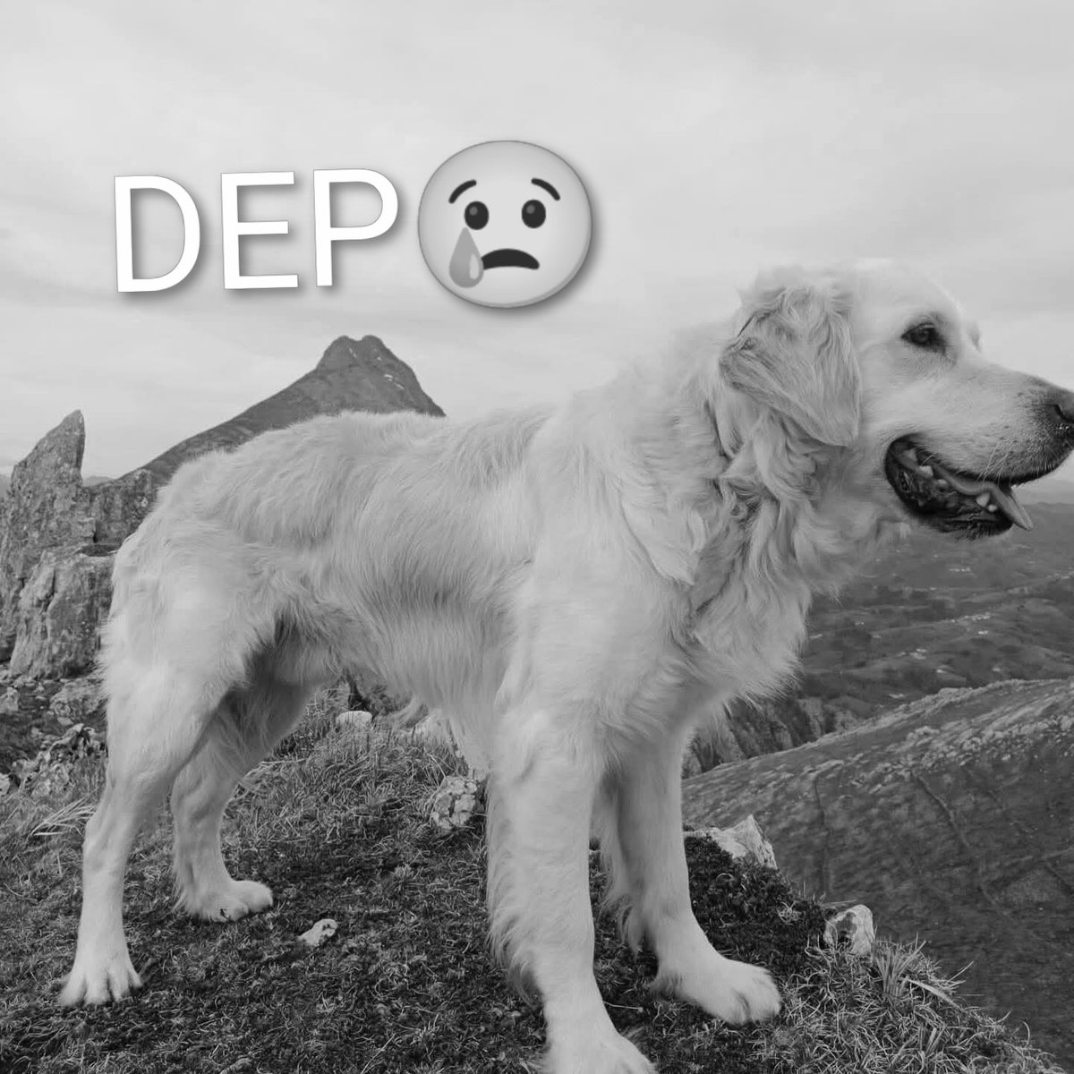 ⚠️ACTUALIZACIÓN⚠️
KONA el perro perdido, de la montañera Navarra fallecida en el pico Neveras de #Panticosa, ha sido hallado muerto hoy por el equipo de rescate de GREIM.
DEP🌈🐶
Encuentran sin vida a Kona, el perro de la tudelana Iranzu Ollo en Panticosa share.google/dNEA8KxNouVDkU…