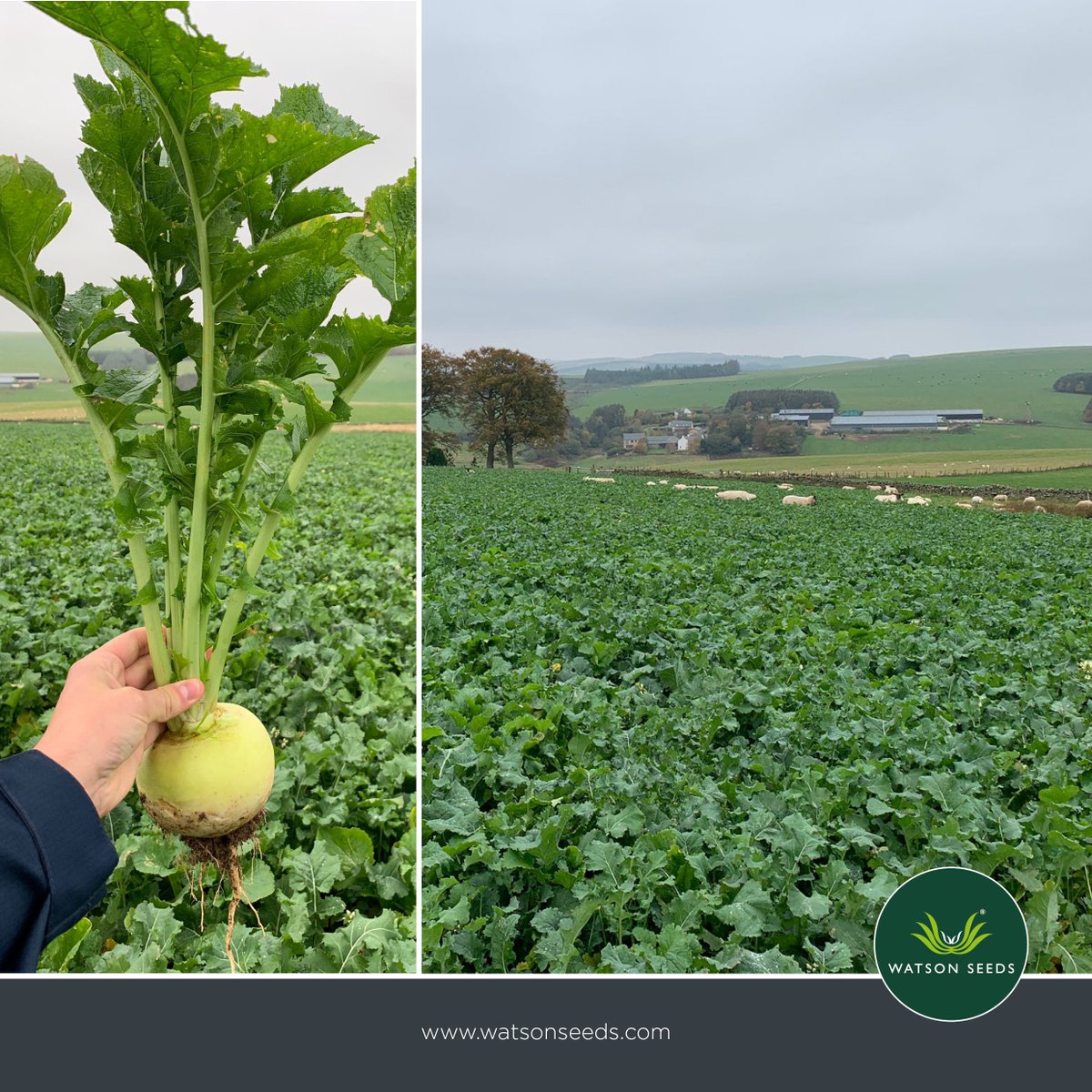 Our Hybrid 1 mixture (rape/kale hybrid, forage rape, and main crop turnip) is delivering excellent results at Gilston Farm in Midlothian. A great example of a versatile, high quality forage crop providing both yield and nutritional value for grazing livestock.

#agriculture