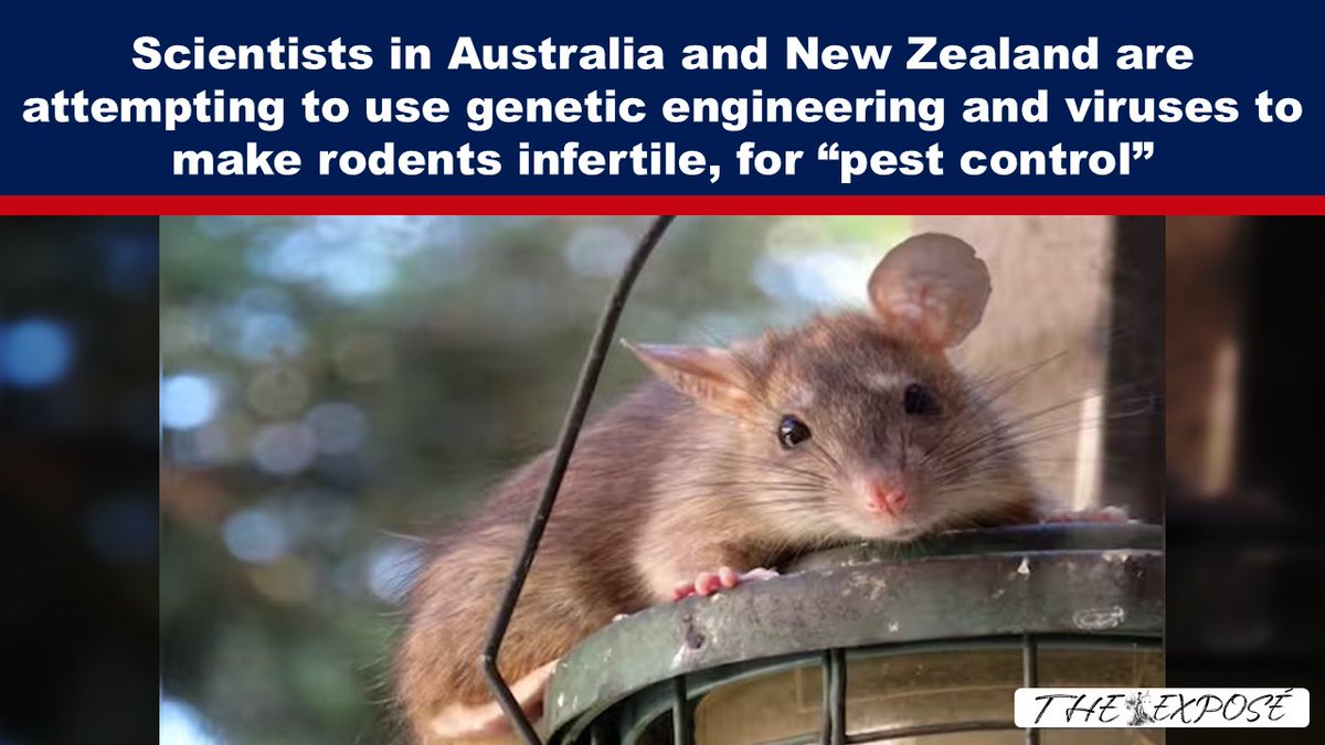 exthepose's tweet image. Scientists are researching new techniques of pest control.  One technique is to use gene drives, which involves genetically modifying rodents to make them infertile. #GeneTechnology #LatestNews
expose-news.com/2025/10/27/sci…