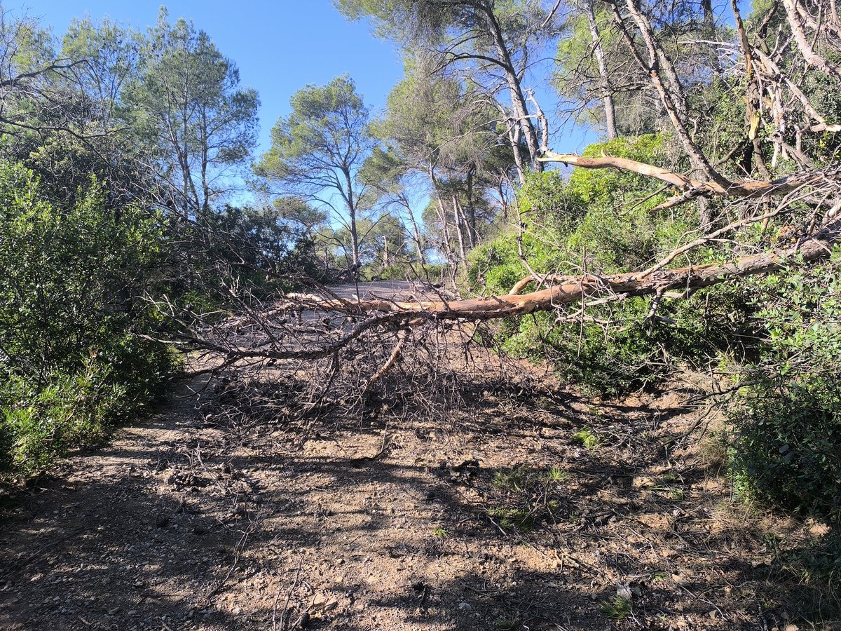 ACERassociacio's tweet photo. 28/10 Es retiren varis arbres que tallen el pas a l'ús públic i serveis d'emergència. #TuródeMontcada @parcncollserola #AcordeCustodia https://t.co/2CEmYtpwE9