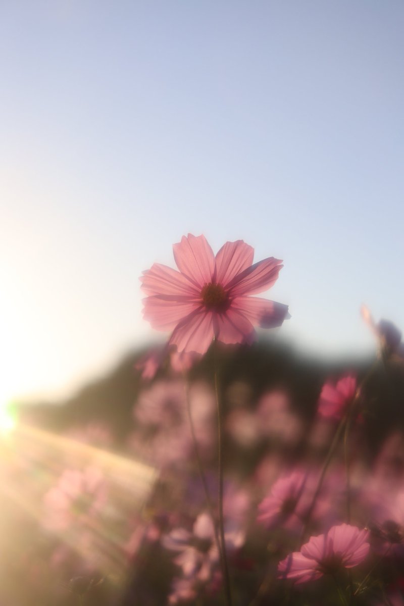 7A_miyabinari's tweet image. 何がなんでもレタッチするのが正解ではないのかもしれない。このフィルター使ったら、もうこれで出せる気がするもん。
#コスモス #撮って出し #キリトリセカイ #ファインダー越しの私の世界 #幻想花世界