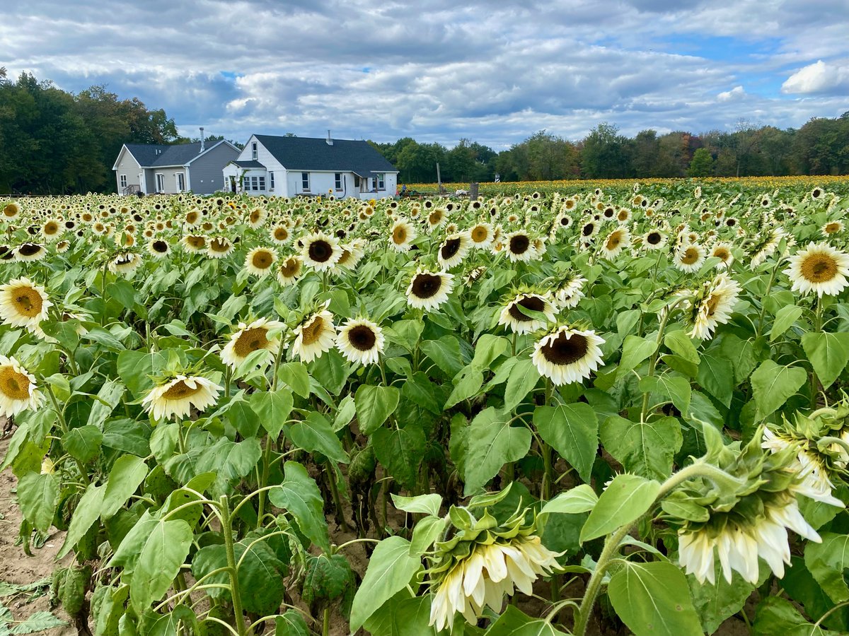 CoachManny's tweet image. "Resisting challenges only delays your growth.
  Lean into the shaping process and discover the leader you're meant to become."
Learn how to become a Covert Leader.
Click below to schedule 15 
calendly.com/mannynowakcale…
#EmbraceTheProcess #ServantLeader #PersonalGrowth