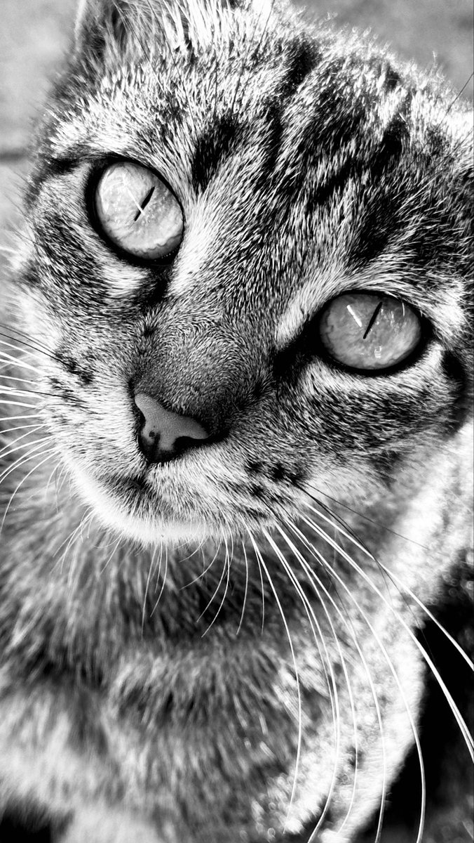 #ασπρόμαυρες 

                Ολα όσα νιώθει 
                  στα μάτια της