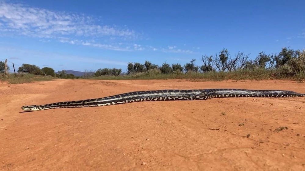 ForTheWin's tweet image. Giant python slithers across barren Australian landscape in rare sighting ftw.usatoday.com/story/sports/o…
