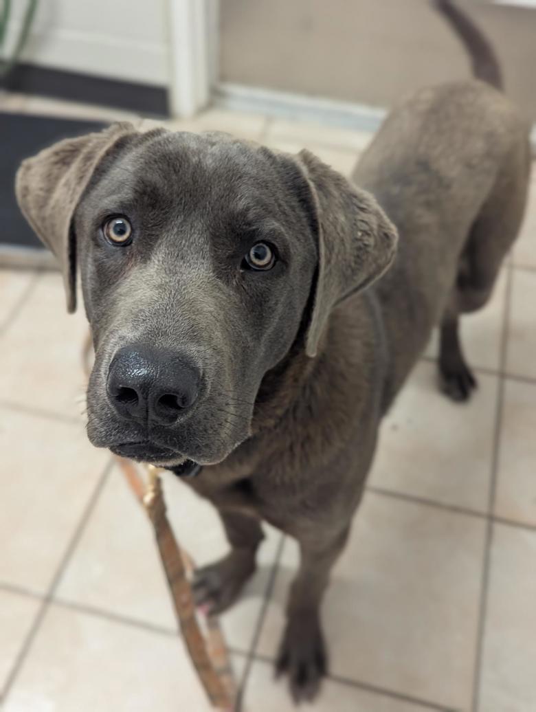 Handsome, loyal, and full of heart – meet Enzo, a 2-year-old Weimaraner looking for his perfect forever home. Learn more about Enzo at ow.ly/445o50XipGQ. | BC SPCA Maple Ridge