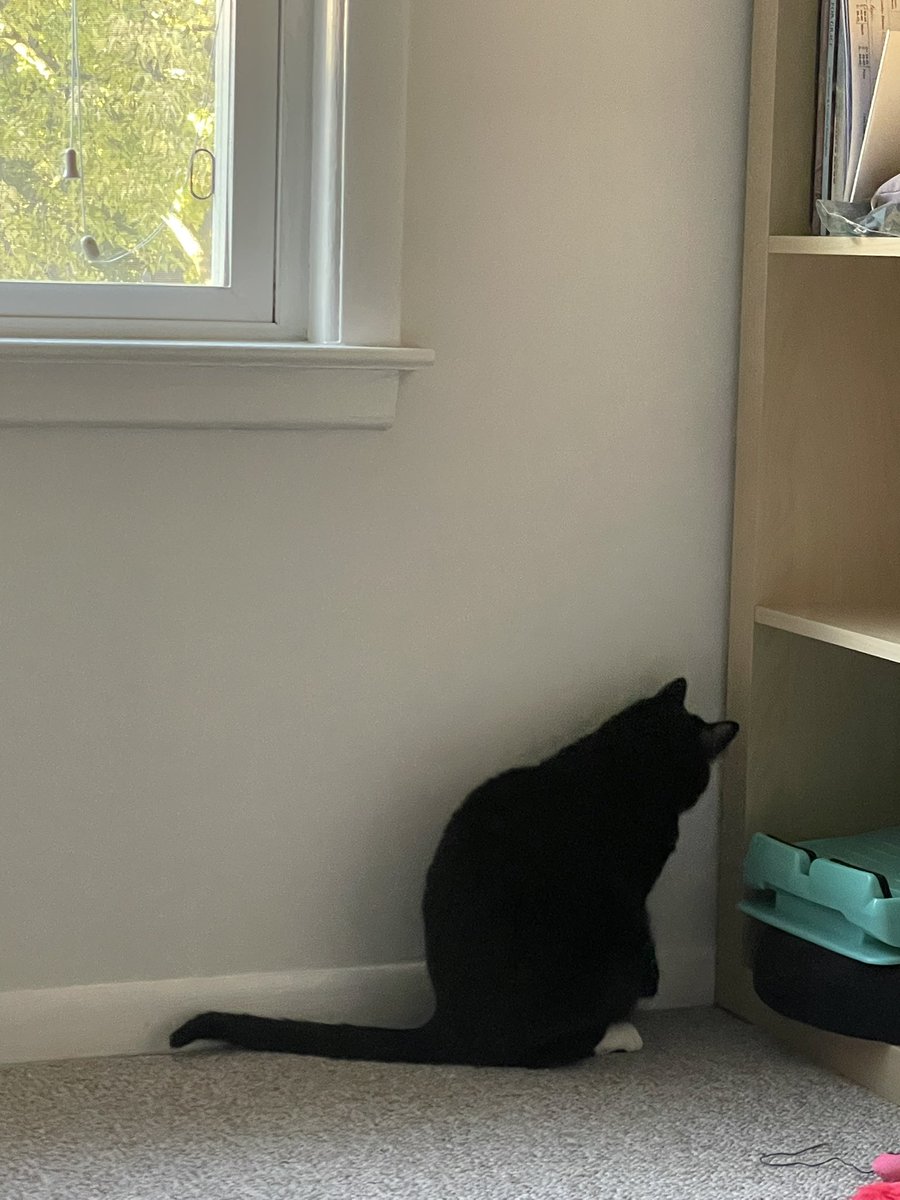 ok so she’s autistic and her special interest is corners‼️