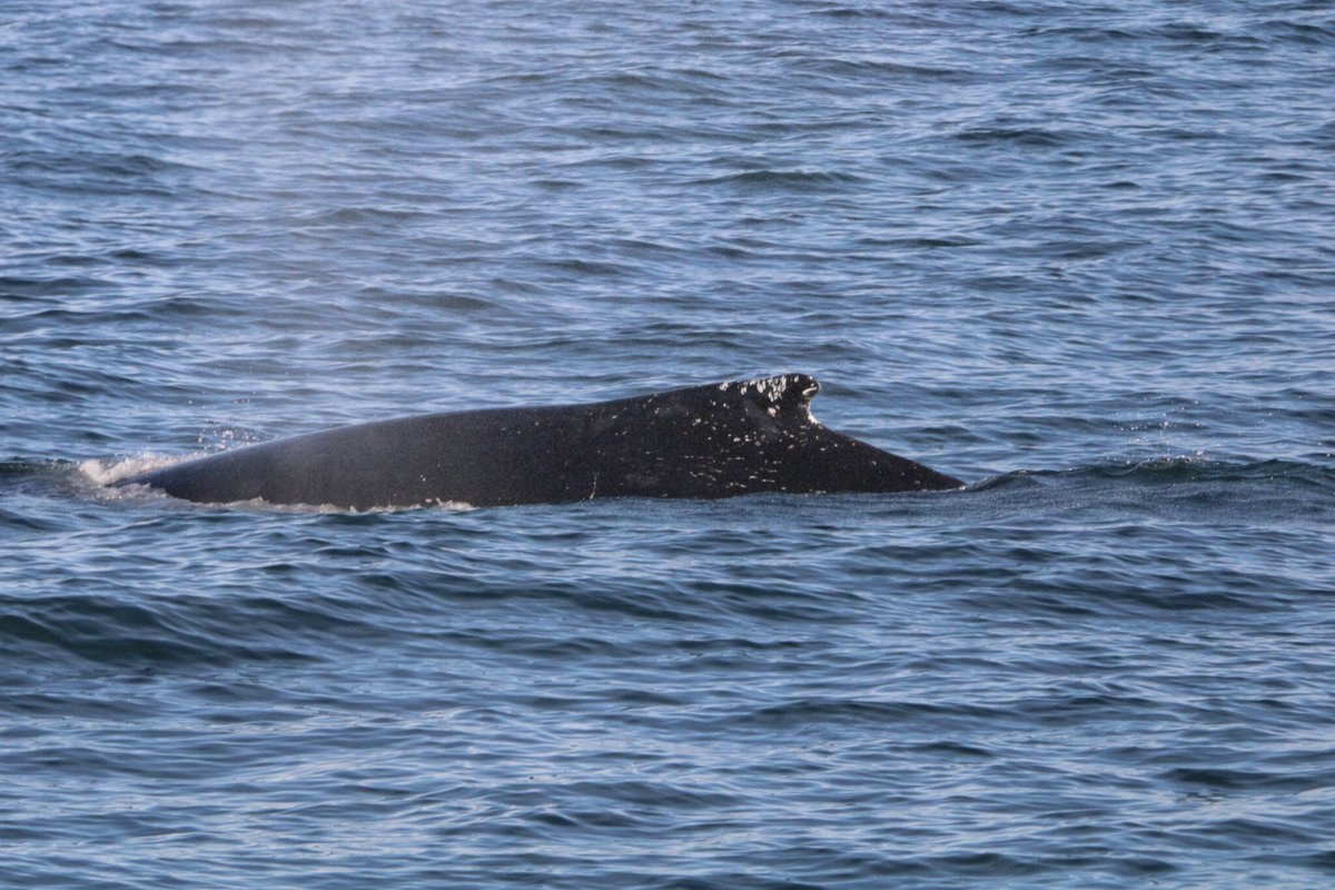 Sunday is exciting sightings. Three Humpback whales, 100 plus Bottlenose dolphins and a Mola mola (Ocean sunfish). We had a marvelous migration weekend!

We are cruising daily. CMWW.com

Photos by Naturalist Christina

#whales #whalewatching #capemaynj #wildlifepho