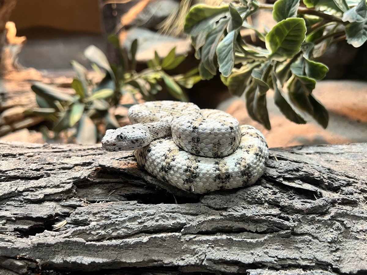 Don’t be rattled! 
These creepy crawlers aren’t out to get you. They’d much rather get away from you 🐍   

#GPZoo #rattlesnake