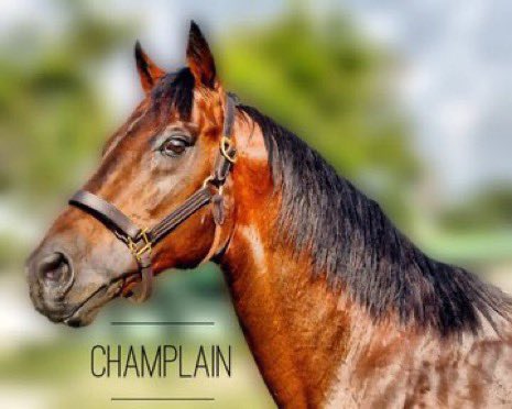 Haras La Primavera🇻🇪🏆 tweet media