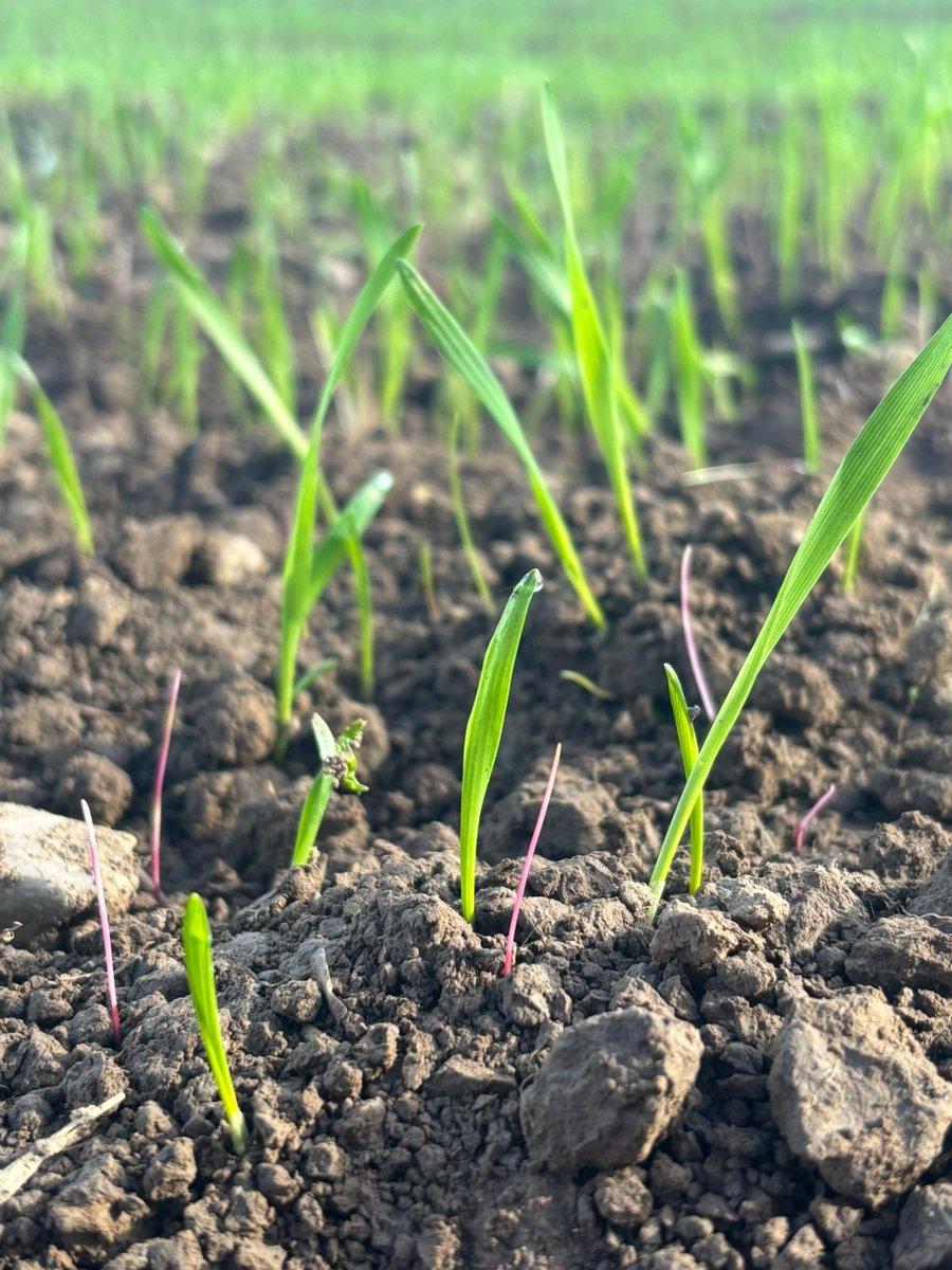 FMC Agro UK tweet media