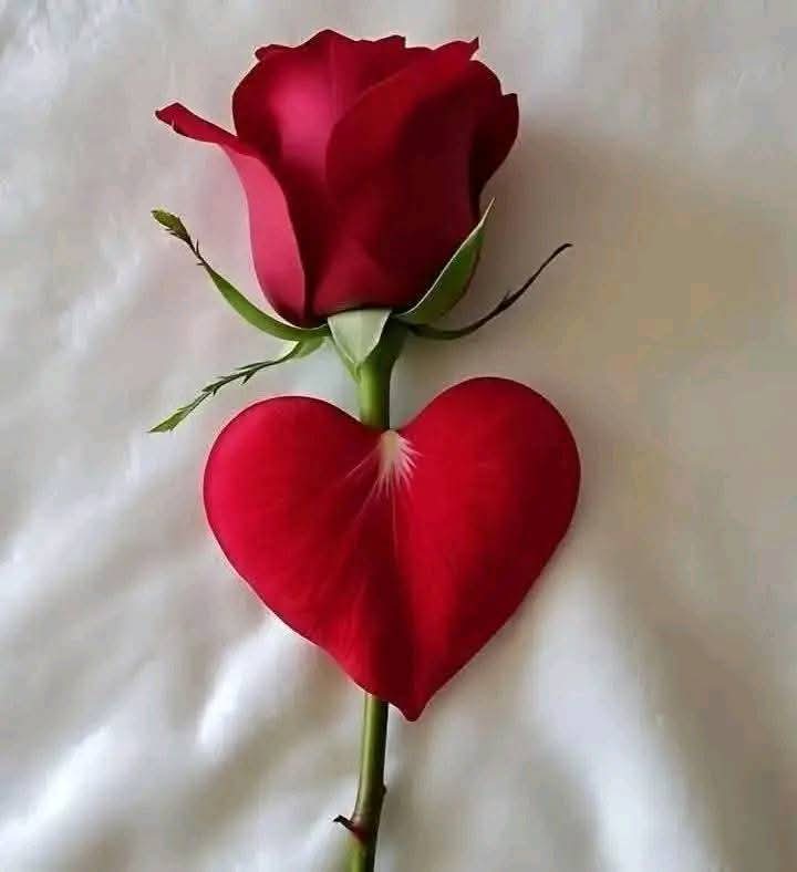 lmstq1457694's tweet image. الـڪثير من يعطيڪ الحب
ولڪن أفضلهم من يعطيڪ الامان الاحتواء
أحيانا نجد إنسان في الدنيا
وأحيانا نجد الدنيا فى إنسان فيه رقه الندى على الورد 
احتفـظ بمـن ينطـق اسمـڪ ڪأنه يصف مڪـانًا آمنًــا