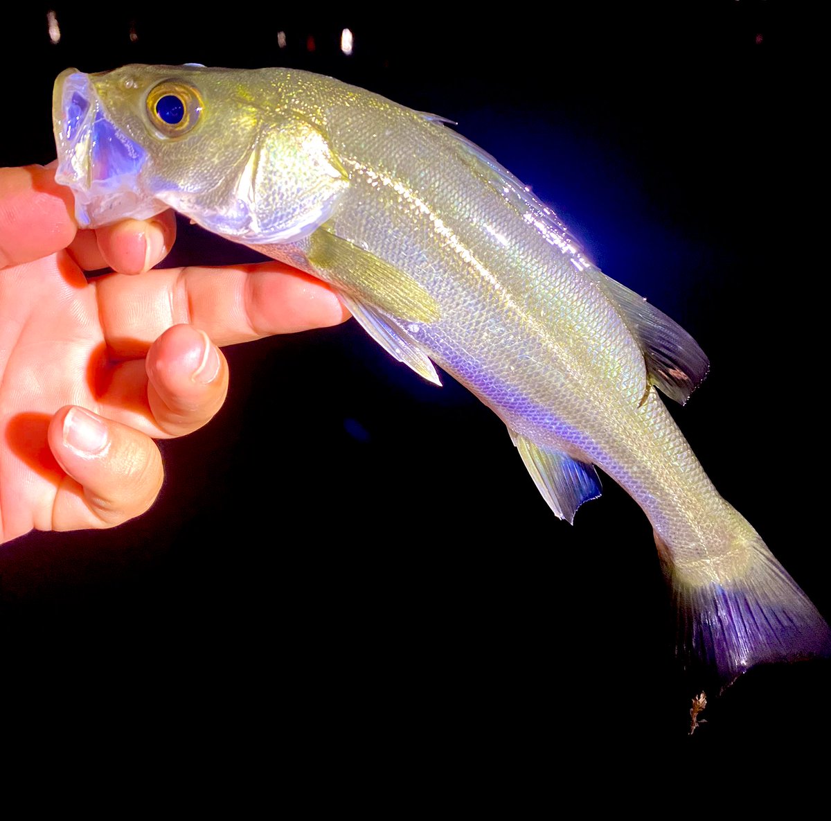 凧、にらみ顔 深刻なエラーが検知された たぬき on X