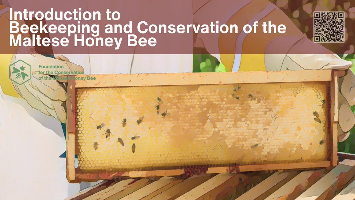 Foundation for the Conservation Maltese Honey Bee (@maltesebee) on Twitter photo 
