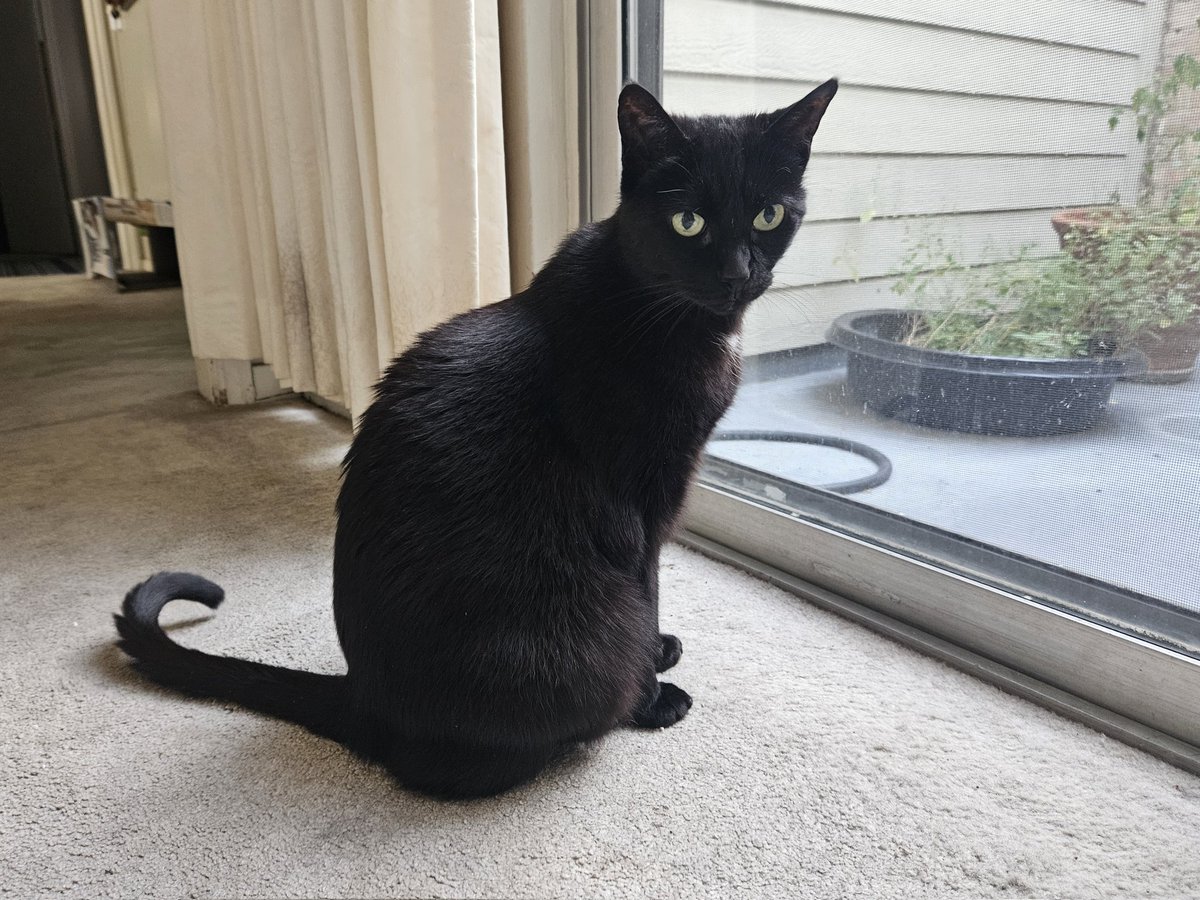 ClassicalCafe99's tweet photo. @ColeTheBlackCat https://t.co/I3UtD1tA8V