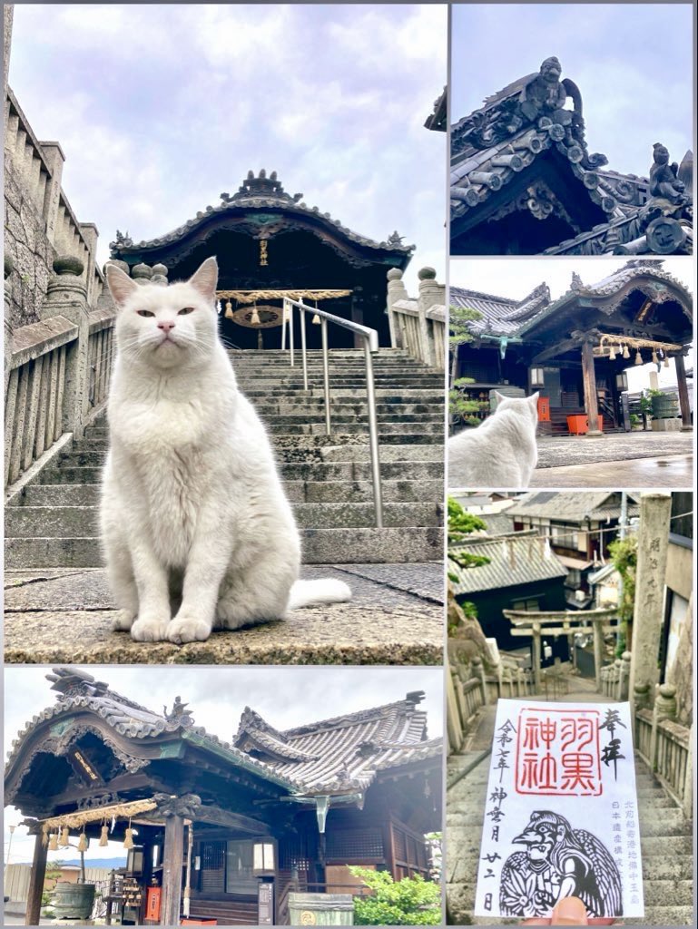羽黒神社⛩️　岡山県倉敷市 玉島

白き猫  
黒き瓦の天狗  

町の記憶  
時を護る  

玉島の午後

#神社仏閣 #からす天狗