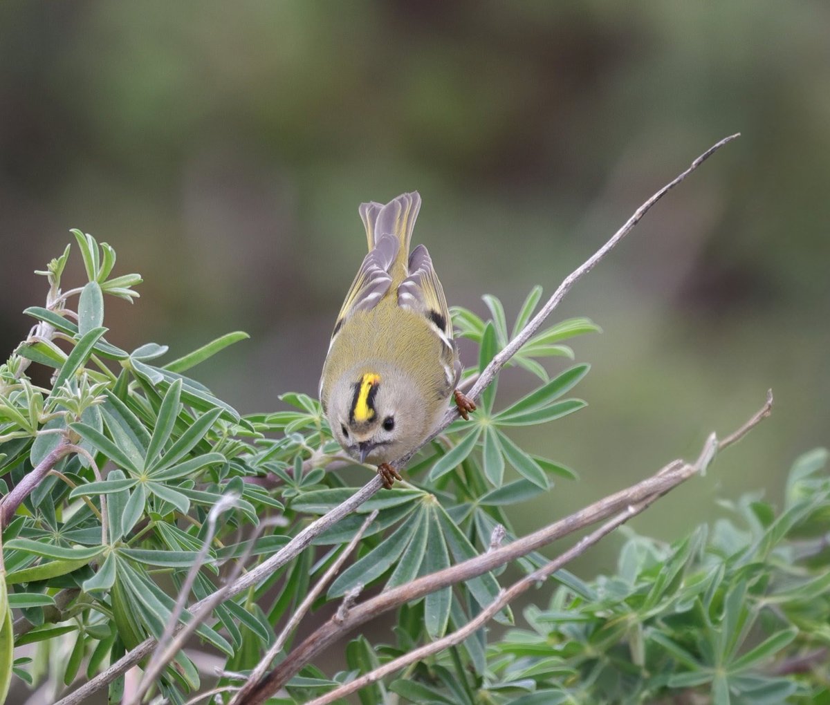 Fabulous views of this speedy little Goldcrest at Minsmere sluice bushes today.  <a href="/RSPBMinsmere/">RSPB Minsmere 🌍</a> <a href="/RSPBEngland/">RSPB England</a> <a href="/WildlifeMag/">BBC Wildlife</a> <a href="/BTO_Suffolk/">BTO Suffolk</a> <a href="/suffolkwildlife/">SuffolkWildlifeTrust</a>