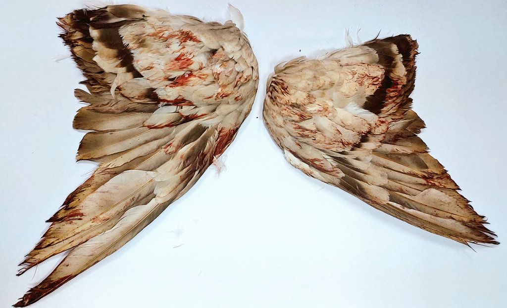 سنة ثالثة باختصار:
كلها تشريييح 😔