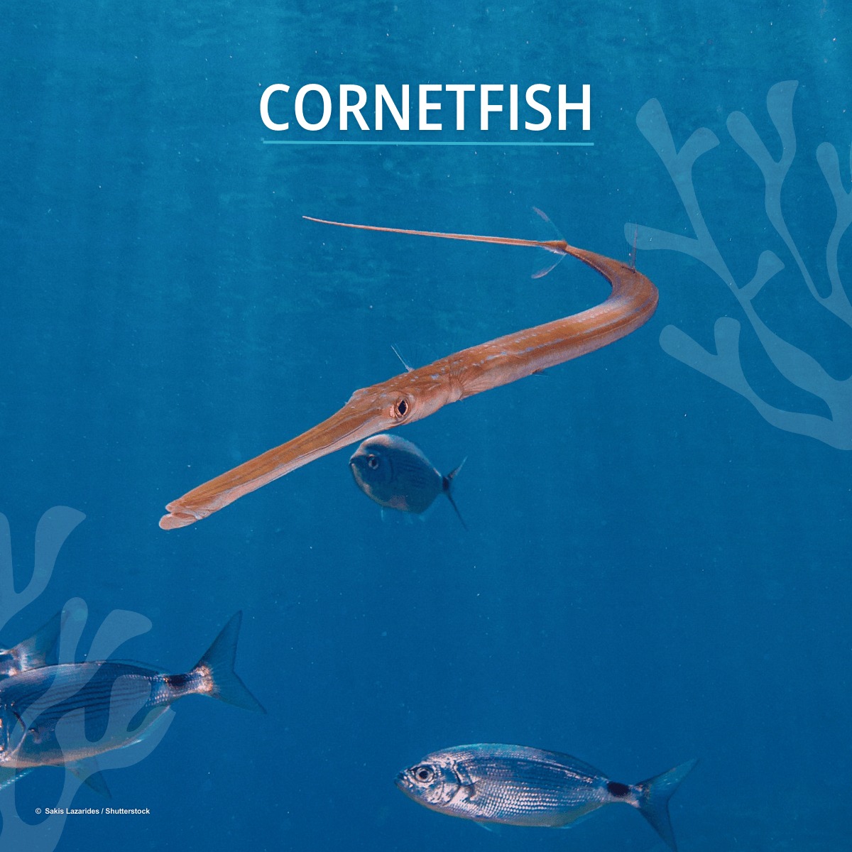 Royal Birmingham Conservatoire Organ Department tweet media