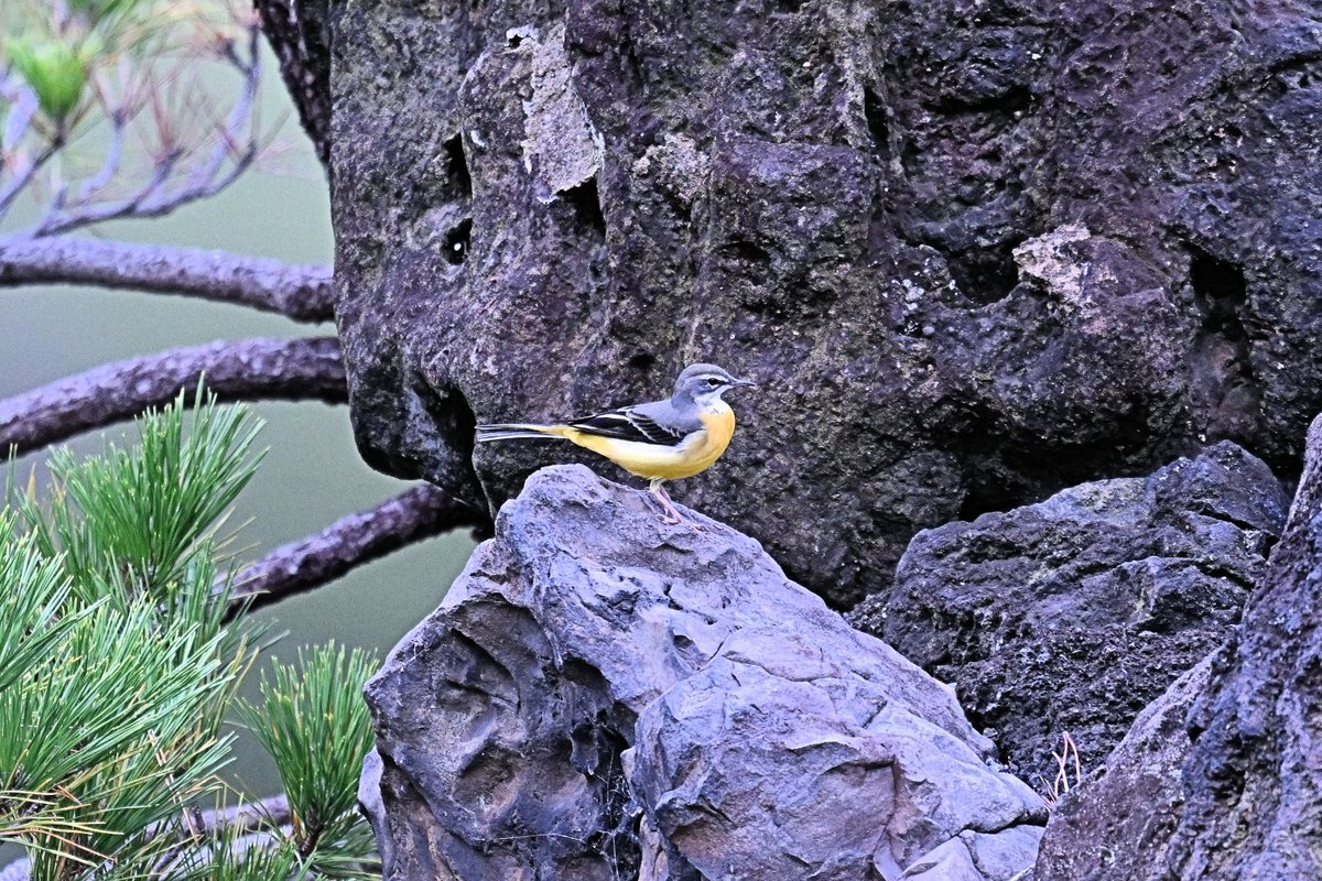 【希望の輝き】翼 ,羽根,鳥 羽,樹木,青空,星,bird,おしゃれ,星空,樹木 希望の輝き】翼 ,羽根,鳥 羽,樹木,青空,星,bird,おしゃれ,星空,樹木