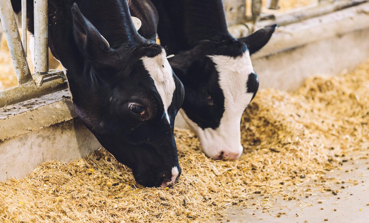 NCLEag's tweet photo. University of Manitoba Dairy Research Newsletter - October 2025 - https://t.co/l0NupajlU7 https://t.co/MWWxCIgdrS