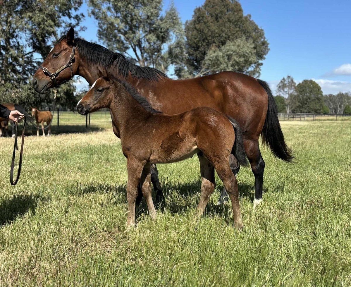 Hawaii Five Oh 🌴 🌊.
I’m so happy with what our Lonhro mare, Pichon has produced.
A beautiful colt by H5O.
Brad &amp; Emma doing a great job of looking after them <a href="/NoorilimPark/">Noorilim Park</a> 
<a href="/VineryStud/">Vinery</a> <a href="/vicbreeders/">TBV</a> <a href="/TTRAusNZ/">TTR AusNZ</a>