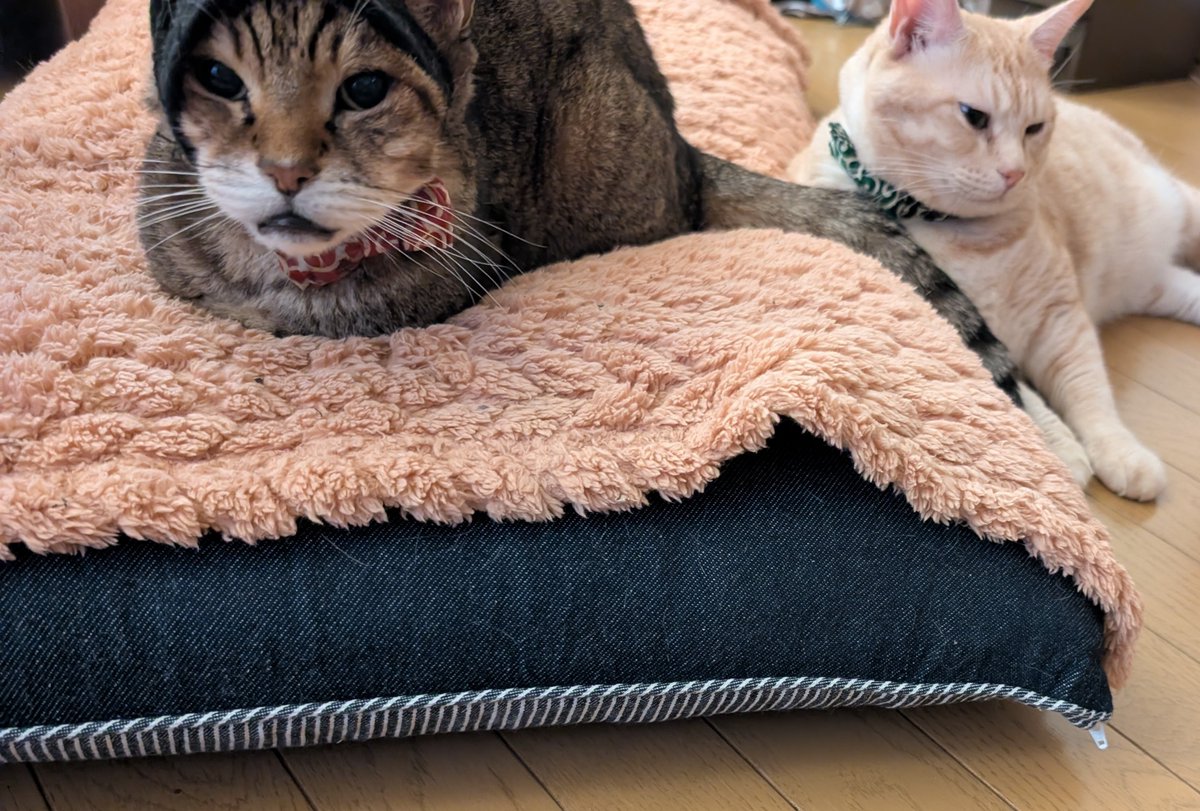 239 べこページ* ベック 【公式】 on X