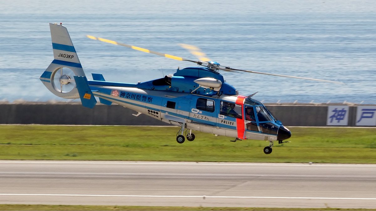 #ドーファンを愛でる会