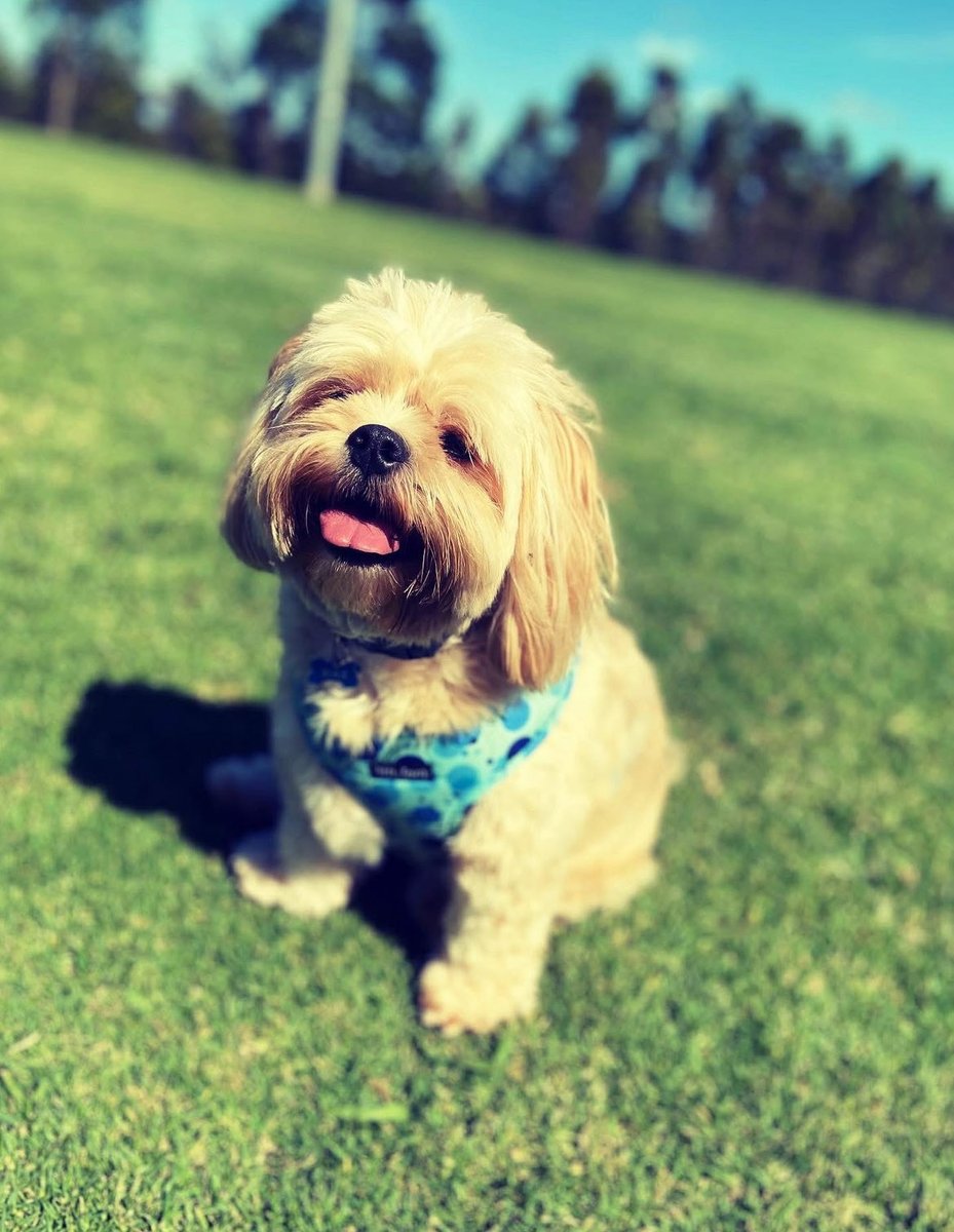 Our bestest boy would have been 5 today. Sadly we lost Max about 4 months ago, totally gutted our world. But we take comfort knowing (and him knowing) he was the most loved and spoilt dog ever.