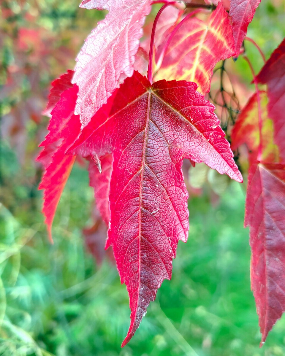 RusticWise's tweet image. 🍁 It's beginning to look a lot like fall in these parts. 🍂

#fall #fallleaves🍁 #autumn #trees #leaves #nature #naturephotography #autumnleaves #autumncolors #redleaves