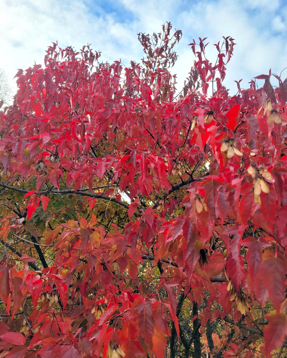 RusticWise's tweet image. 🍁 It's beginning to look a lot like fall in these parts. 🍂

#fall #fallleaves🍁 #autumn #trees #leaves #nature #naturephotography #autumnleaves #autumncolors #redleaves