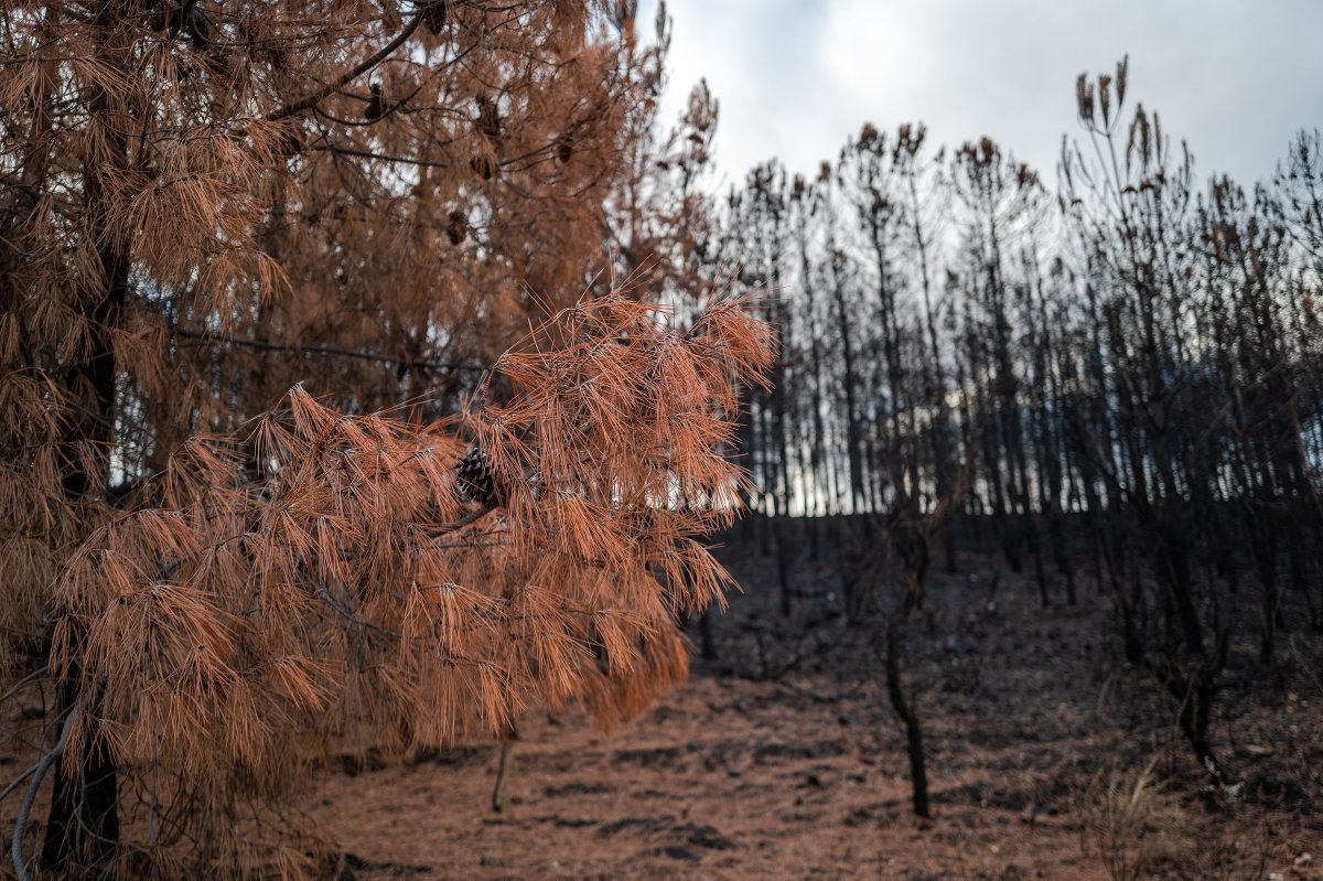 Emmanuel Nataf tweet media