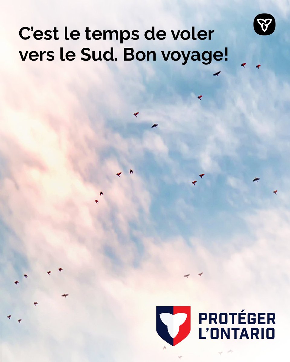 La migration d’automne bat son plein! Les oiseaux de l’Ontario sont partis à la conquête du ciel d’octobre.  

Nous souhaitons la victoire à tous les oiseaux migrateurs, comme les jeais bleus, partis à la conquête du Sud.  

#Conqueteduciel #Anouslavictoire