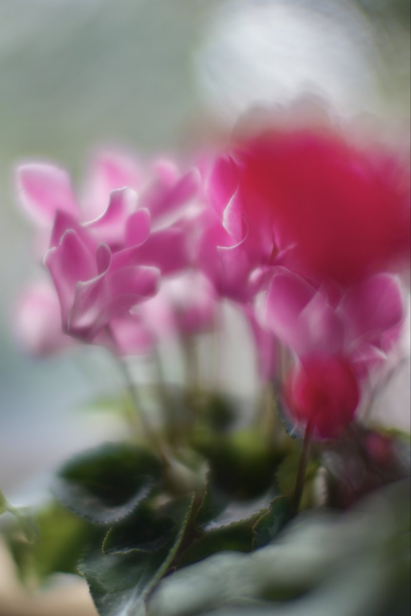 leica_summicron's tweet image. #変な天気 #晴れたり曇ったり #シクラメン
f0.95