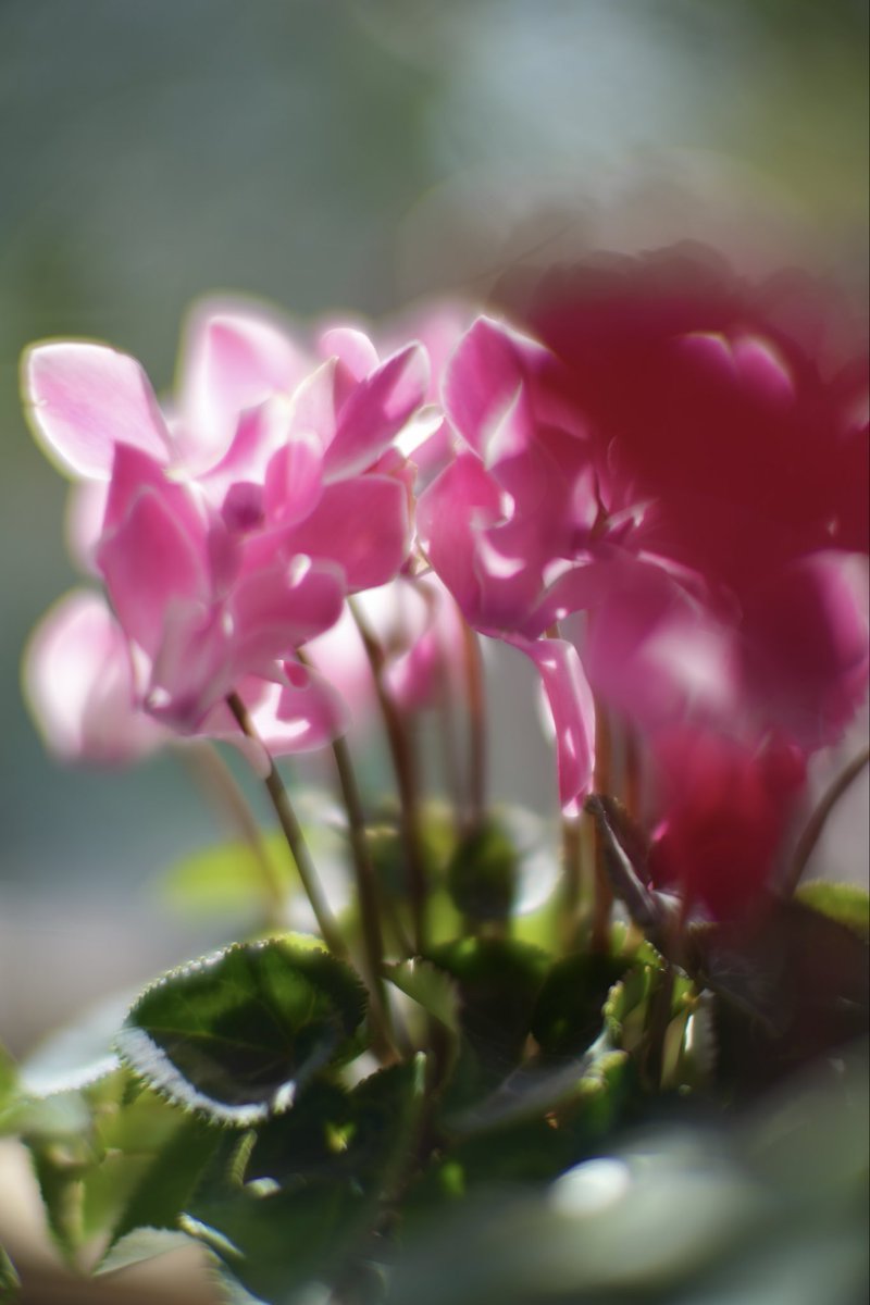 leica_summicron's tweet image. #変な天気 #晴れたり曇ったり #シクラメン
f0.95