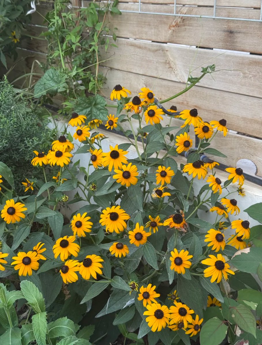 #flower 

🌼Coneflower | My Garden's Top Stream, a Nanny-Level Planting Guide

I've been asked a lot! 💥 My garden's "sunshine spokesperson"—Rubelia—is finally sharing its growing secrets!