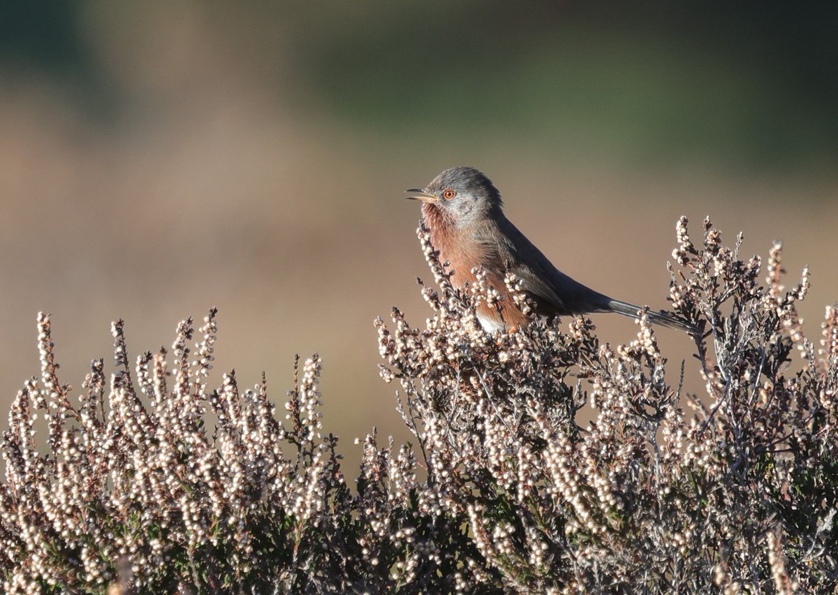 Up on Dunwich Heath it was a treat to see several showy Dartford Warblers. <a href="/RSPBEngland/">RSPB England</a> <a href="/WildlifeMag/">BBC Wildlife</a> <a href="/BTO_Suffolk/">BTO Suffolk</a> <a href="/suffolkwildlife/">SuffolkWildlifeTrust</a>