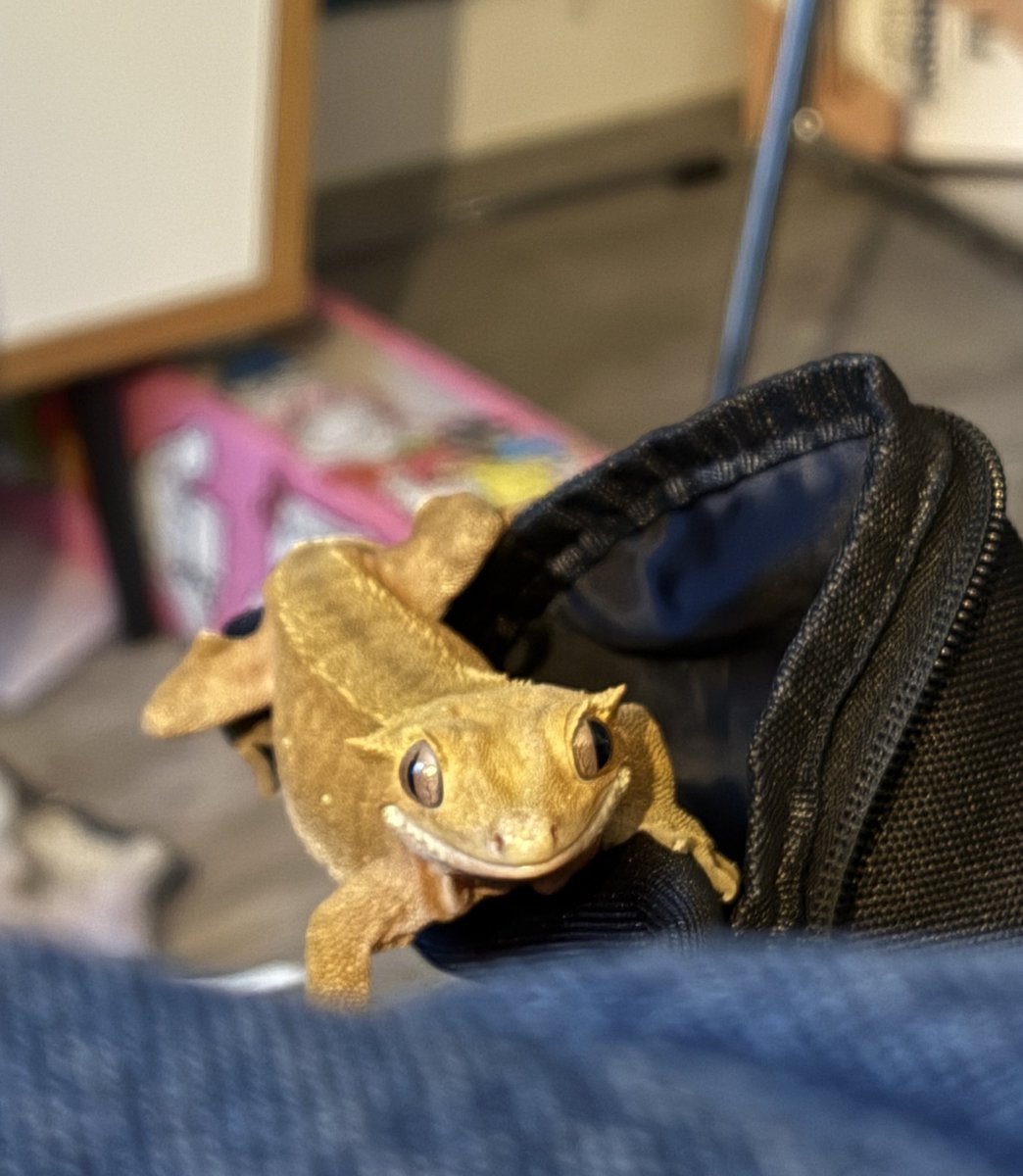 lilyclx's tweet photo. My baby btw https://t.co/d0K4JHm47a