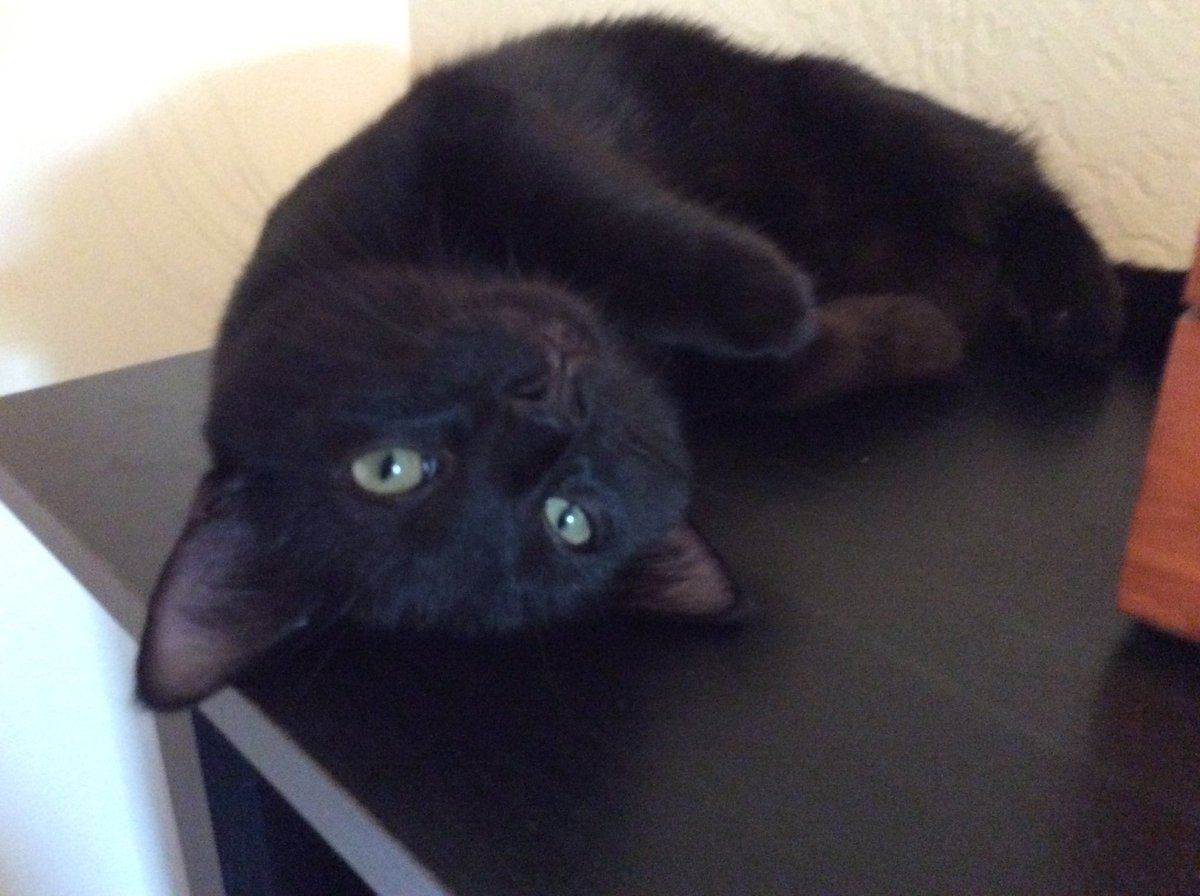 #NationalBlackCatDay