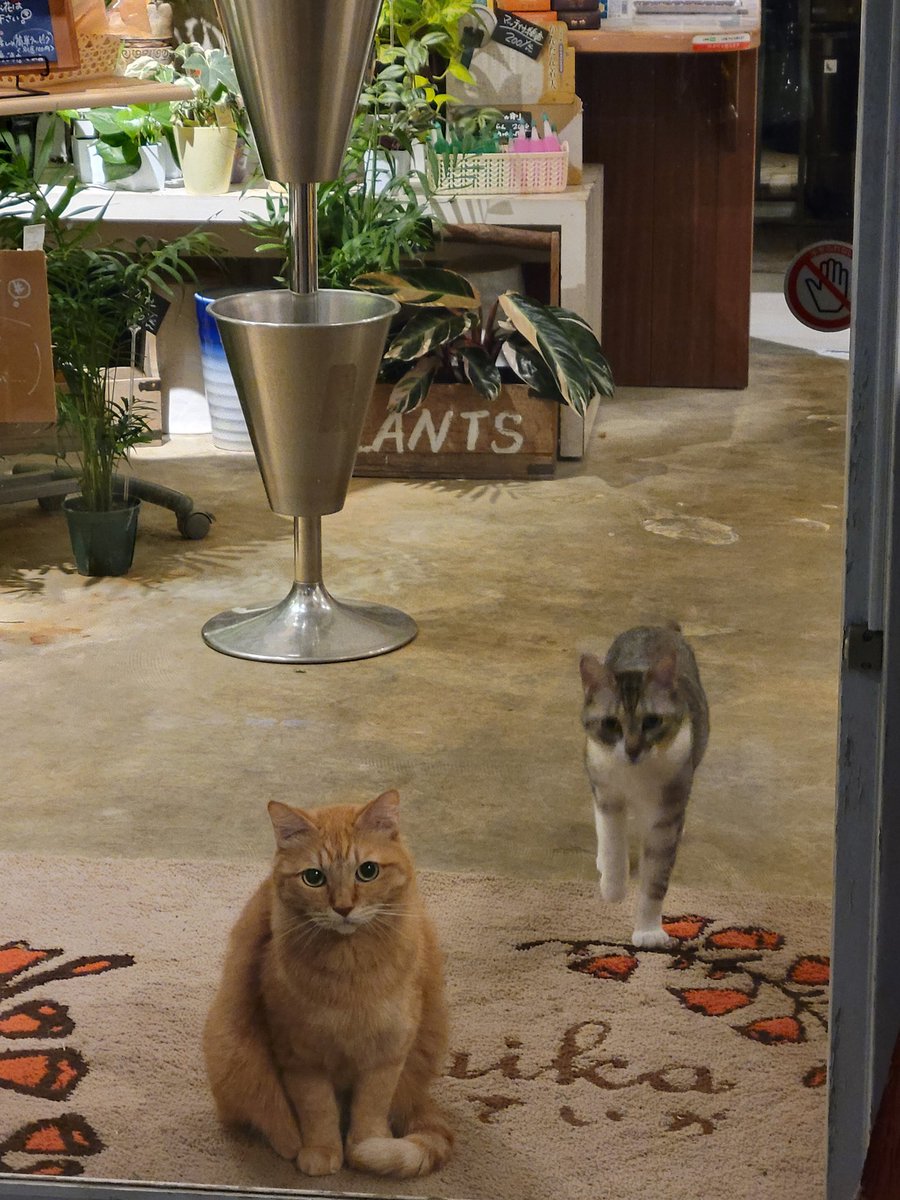 Inネコ チャッピ－ on X