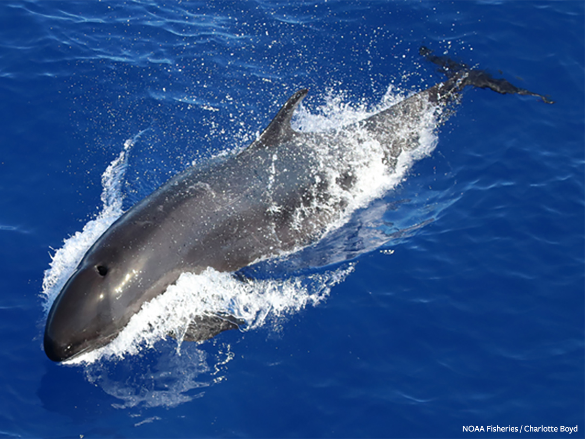 minpin78's tweet image. Please Sign this VITAL Petition! 🐳🐳#Hawaii’s only #Endangered #False #Killer #Whale #Population is vanishing at a rate of 3.5% each year. Nearly 1 in 3 are injured by fishing gear. NOAA must act now to protect them before it’s too late! bit.ly/4hqGh8R