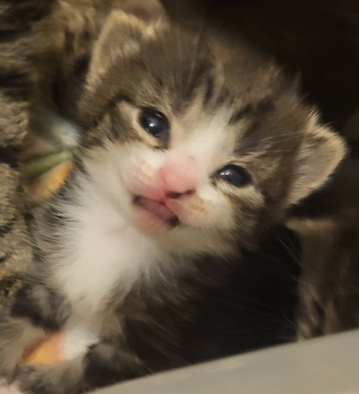 smol silly cat (@catsillyness) on Twitter photo 