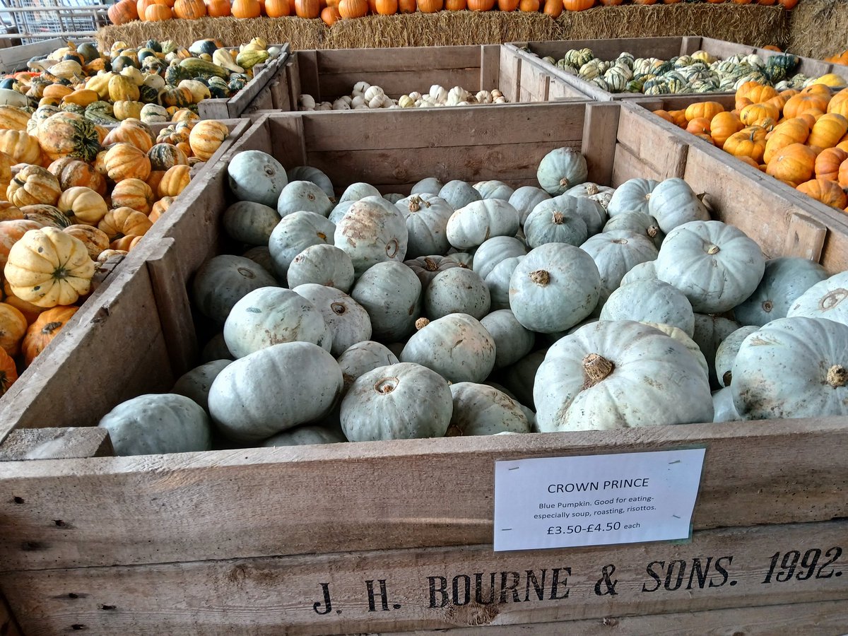 Jadeatall1's tweet photo. Out to the farm hunting for my favourite pumpkins Crown Prince. Impressed with their display 👌 #gardenhour https://t.co/CNnrD1nLrs