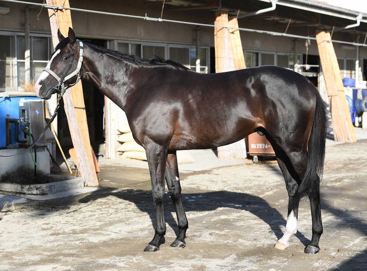 【天皇賞・秋】マスカレードボール95点　ディープの面影　3歳春に完成されていた馬体がさらに成長｜WIN!競馬 winkeiba.jp/news/article?F…