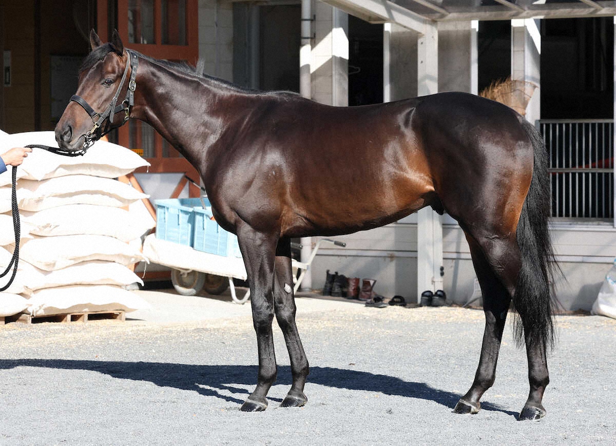 競馬 THE LINK 絶対連動 発見！永遠に続くJRA馬番リンク 2025 Takura's Predictions] A thorough explanation of the