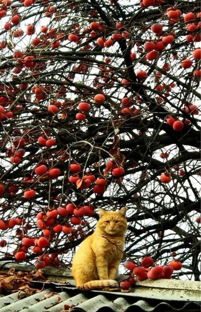 "Когда поспевает хурма, врачи остаются без работы..."

Так говорят в Японии....